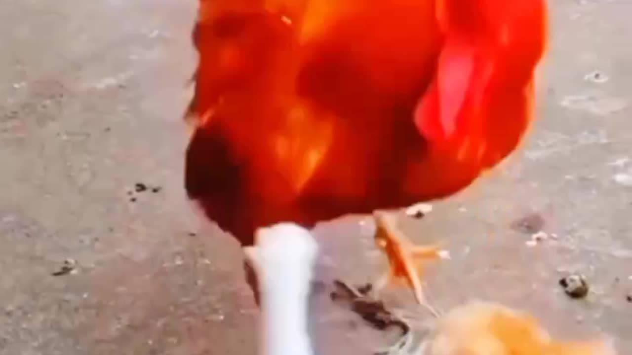 🐈 Cat vs Rooster Showdowns 😂 Dont try to Laugh 😂#shorts #short #viralshort #viral #fyp #viralcat