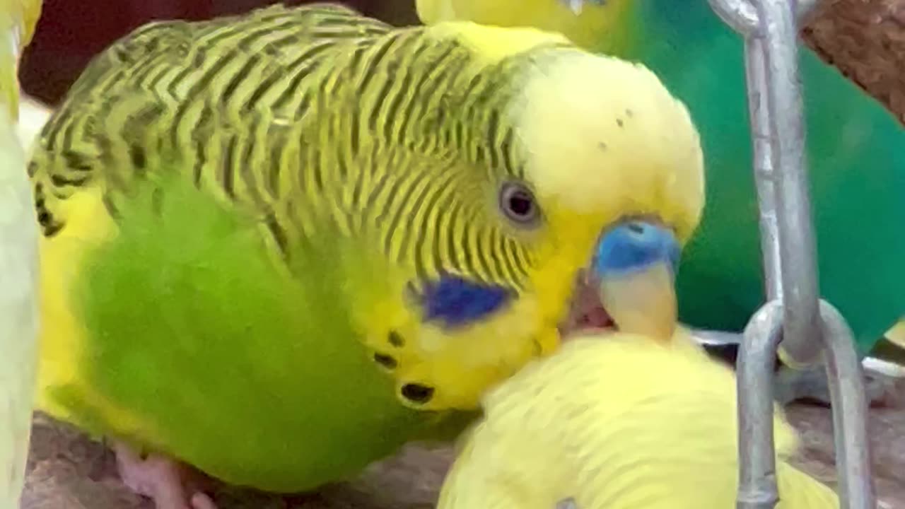 cute budgie birds