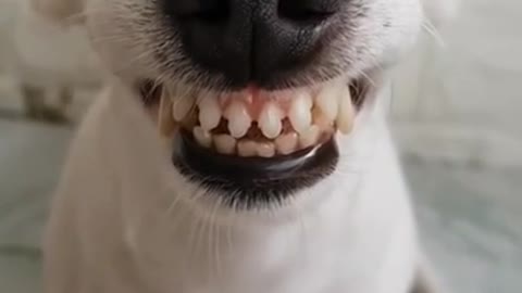 Funny Laughing Dog With Fake Teeth