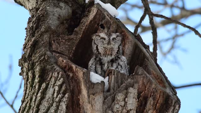 Rarely Heard Eastern screech owl call.