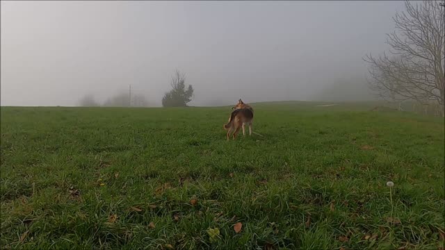 Funny dog 🐶 standing in grass looking nice videos