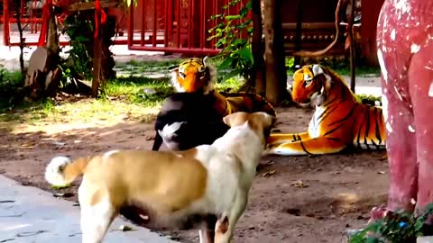 Prank dog & Fake Tiger Vs Dog Prank Video |