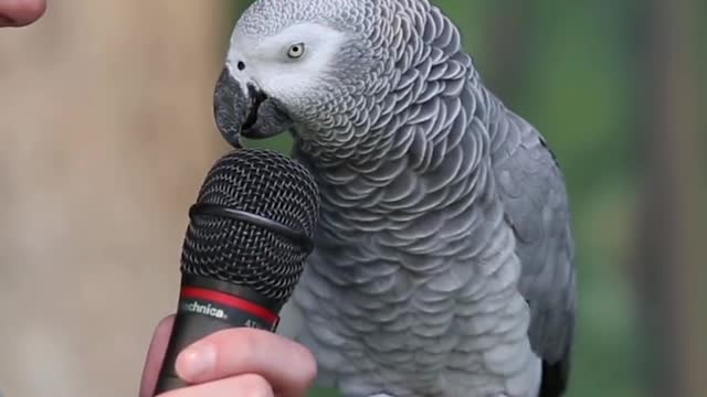 Watch the parrot when it talk ,it's very amazing