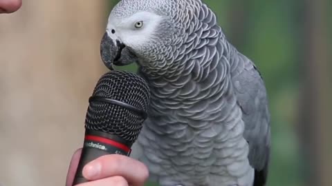 Watch the parrot when it talk ,it's very amazing