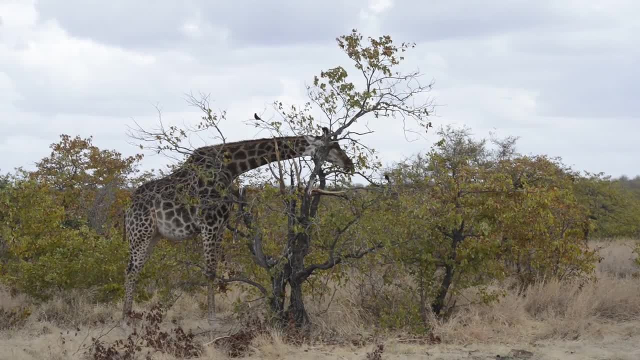 giraffe eating