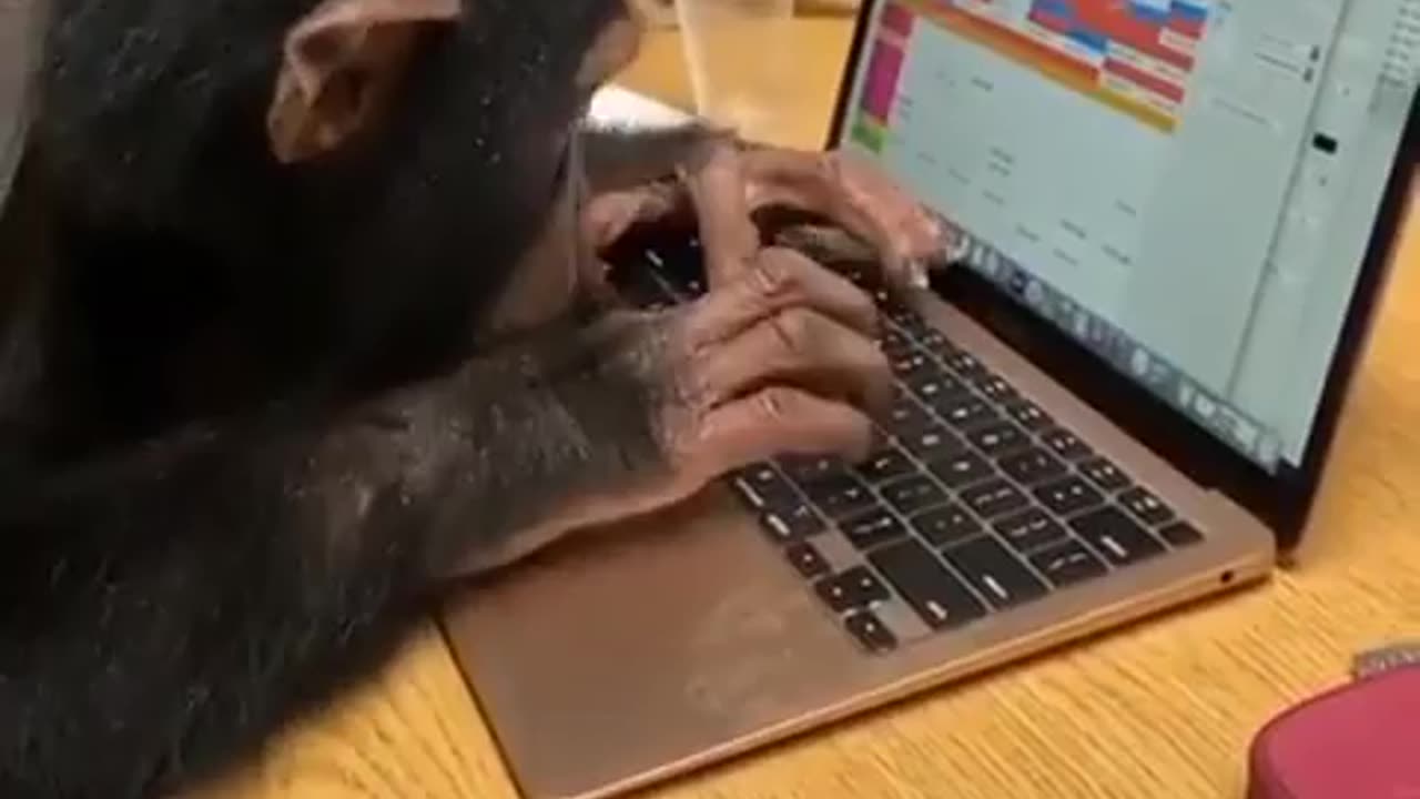 Monkey better than human in computer science 🤣