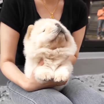Lovely little dog playing with its owner