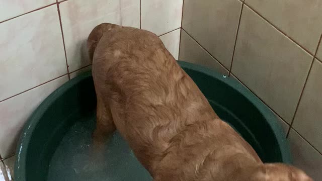 Doggy Turns Bath Into Swimming Pool