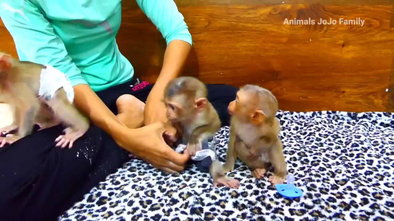 Small Baby Monkey Take raring