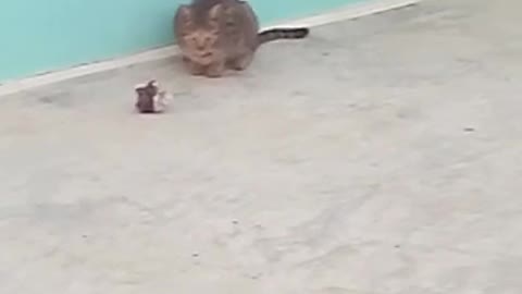 My pet cat playing