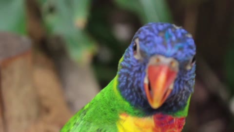 Amazing beautiful parrot video