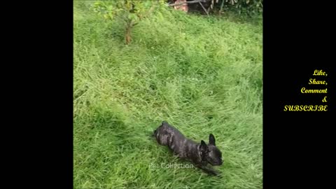 Cute And Funny Pet Videos Compilation - Funny Dog Videos - Baby Dogs