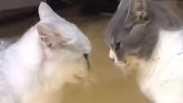 cute animals #shorts #short #cutes __animals(65)