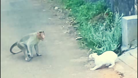 Monkey vs Cat fight and funny video #viral video