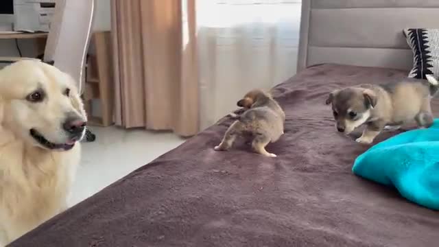 Golden Retriever meets puppies