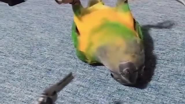 Funny birds video_ Zafun _ Episode 6