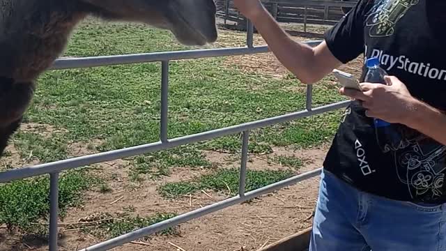 A bactrian camel came up or stroked