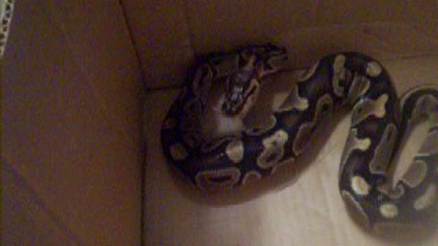 Python swallowing a rat (Light is better on second half)