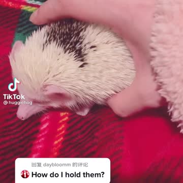 How to hold a Hedgehog