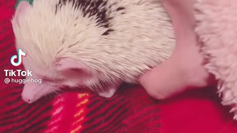 How to hold a Hedgehog