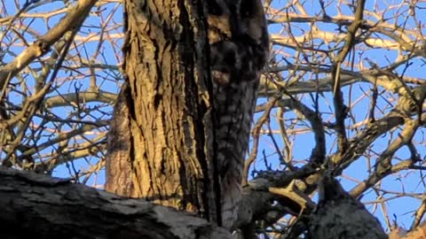 Great horned owl in lakeshore March 20