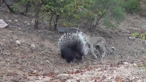 Porcupine Too Danger!