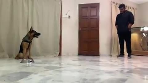 Perfect ways to train your Dogs