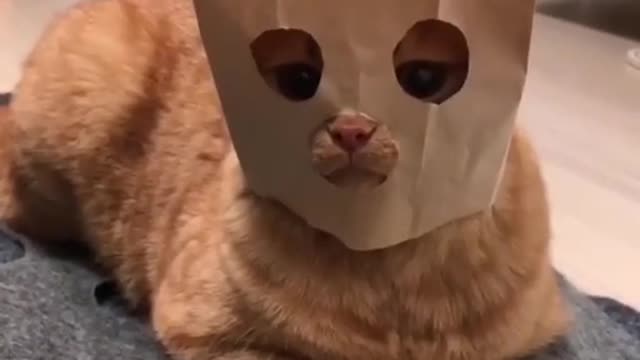 Viral video today shorts 26funny