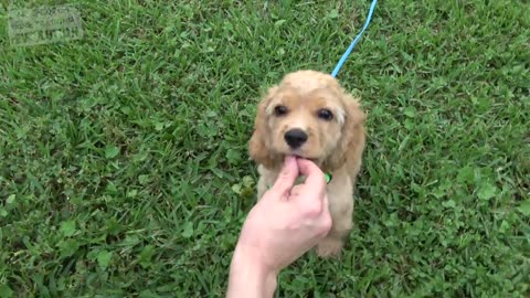 How to Train your Puppy to Come When Called NOW AND FOREVER!