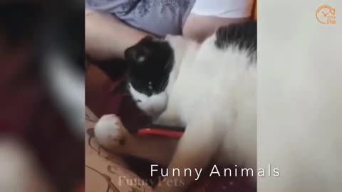 Funnycats