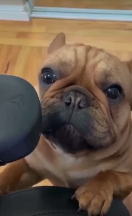 CACHORROS FOFOS / FUNNY Funniest Animals #shorts