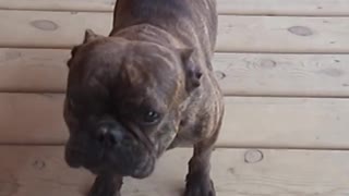 Singing French Bulldog Will Make You Smile