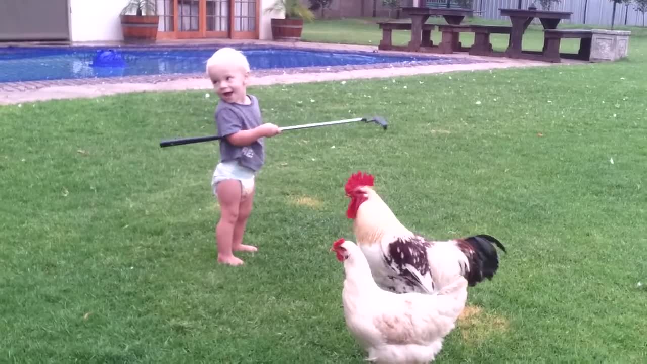 Don't mess with Hendrik the rooster!