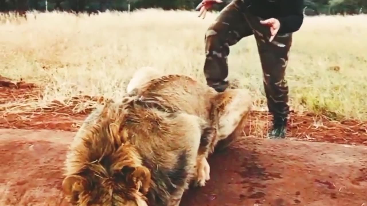 Lion funny video 😆🤣😂 wildlife #funnyanimals