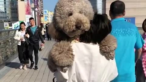 Gigantic Fluffy Poodle Dogs