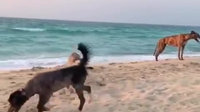 Dogs Gang Playing on Beach near Burj Al Arab Hotel😍