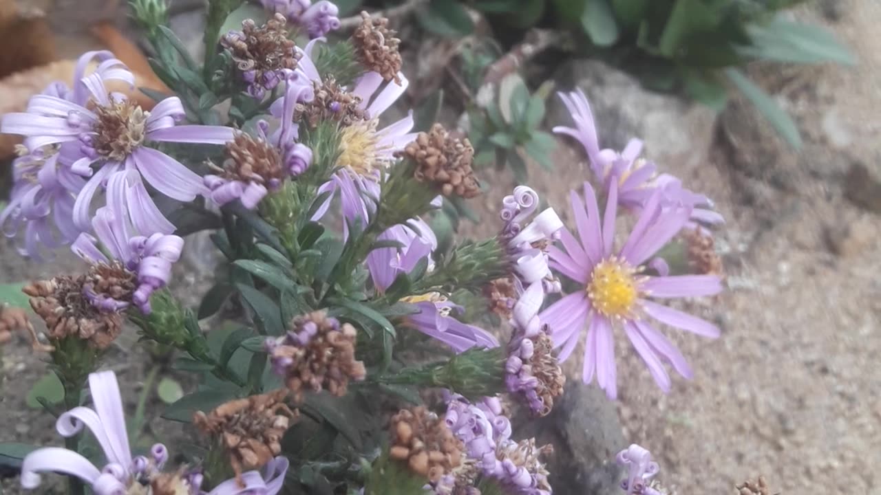 Purple chrysanthemum