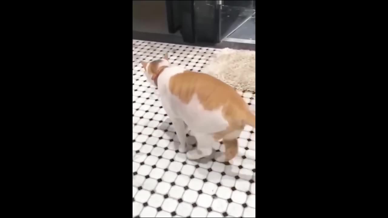 Funny animals - Funny cats / dogs - Funny animal videos 2023 - Part 7/Haypyy Pet