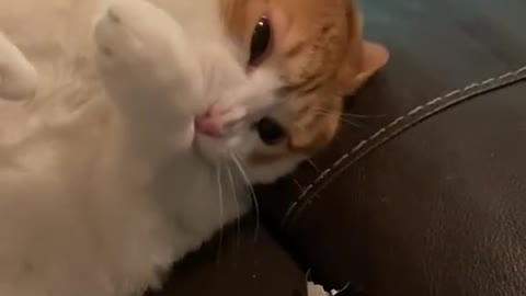 Cat receiving affection