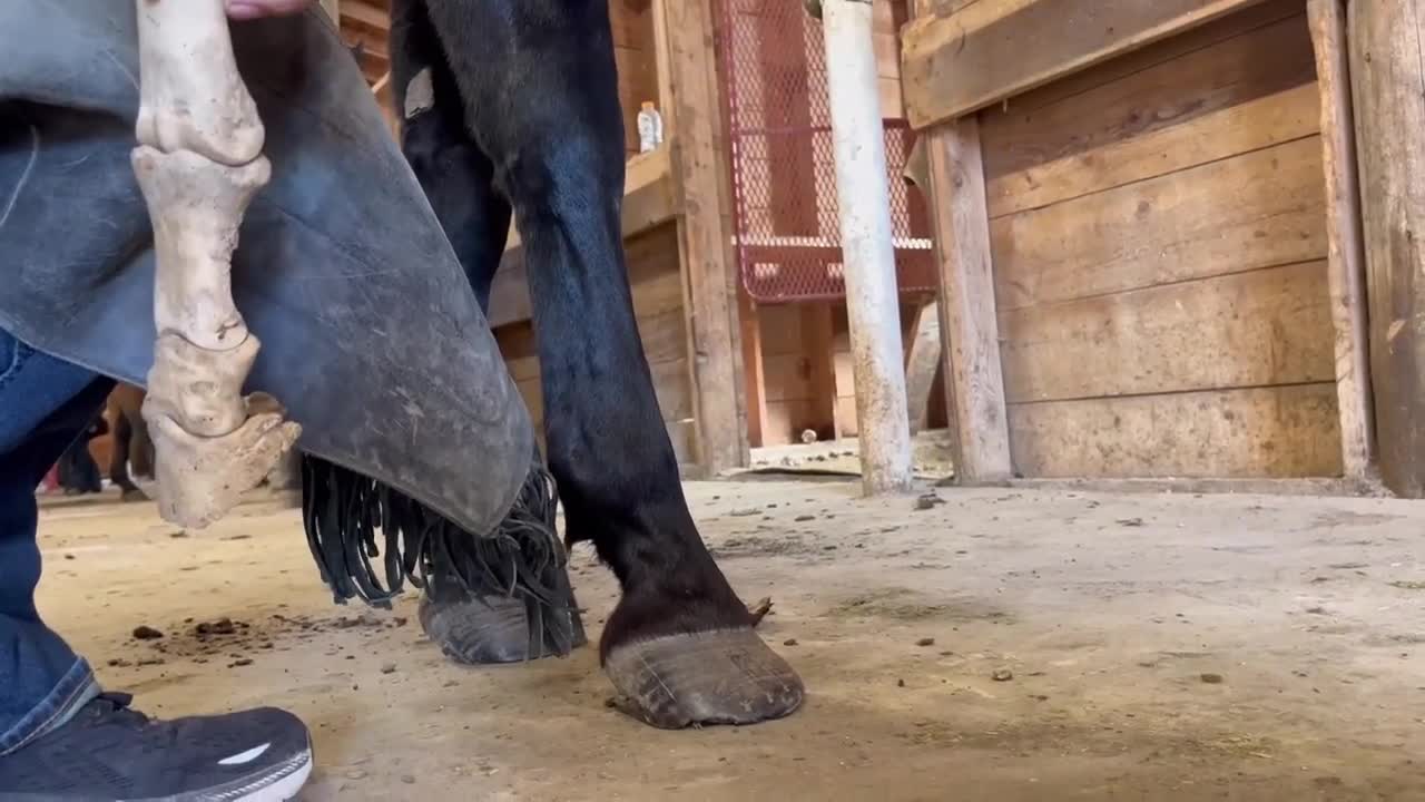 FOUNDERED Horse gets HANDMADE Shoes sunk horse gets handmade shoes