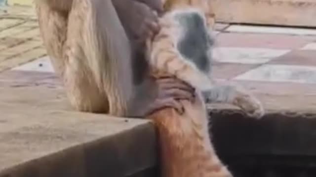 monkey_ _cat_funny_video_ _Two_monkeys doing_a strange_thing