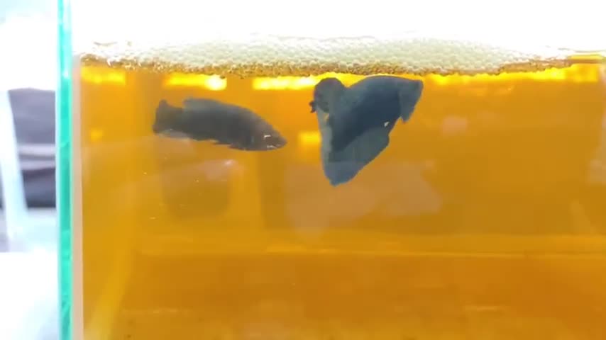 Breeding Betta Fish in Aquarium Tank Is So Easy!