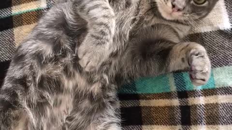 Grey cat getting belly rub by owner