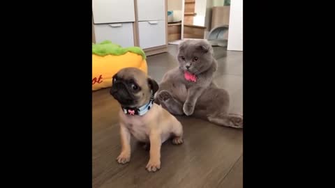 Cute cat and cheerful puppy