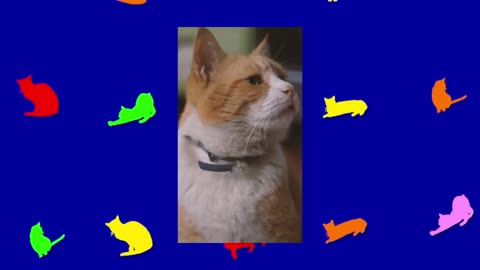 ONE MINUTE OF CATS 077