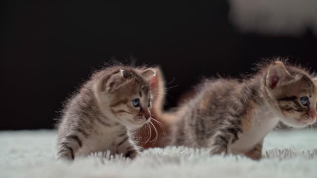 Kittens Cats Eyes Kitty Mammal Playful Pet full hd#