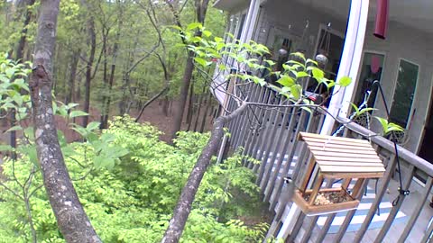 Redbellied Woodpecker checking out the camera
