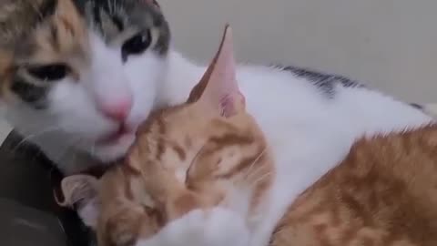 This cat is very romantic