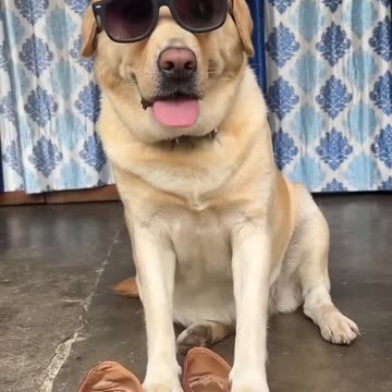 Funny moments with my dog #23 🐕🐶