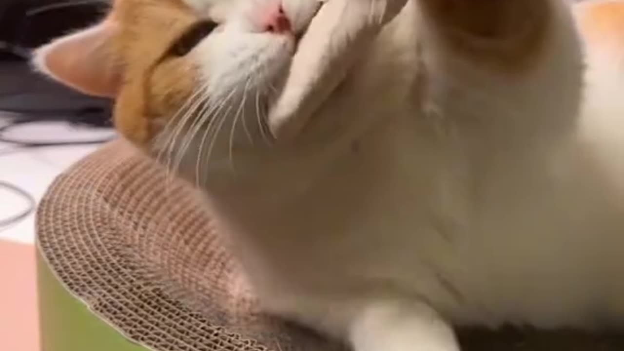 Cat funny videos 🤣